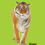 MY FIRST ANIMAL PADDED BOOK