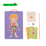 TOOKY TOY - MAGNETIC BODY CHART